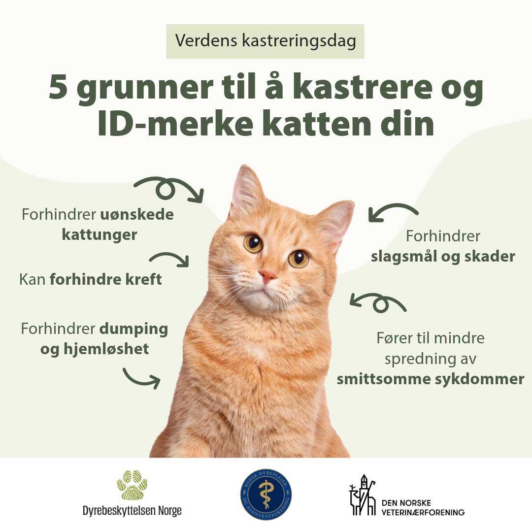 5 grunner til å kastrere og ID-merke katten din. Det forhindrer uønskede kattunger. Forhindrer slagsmål og skader. Fører til mindre spredning av sykdommer. Forhindrer dumping og hjemløshet. Kan forhindre kreft. - Klikk for stort bilde