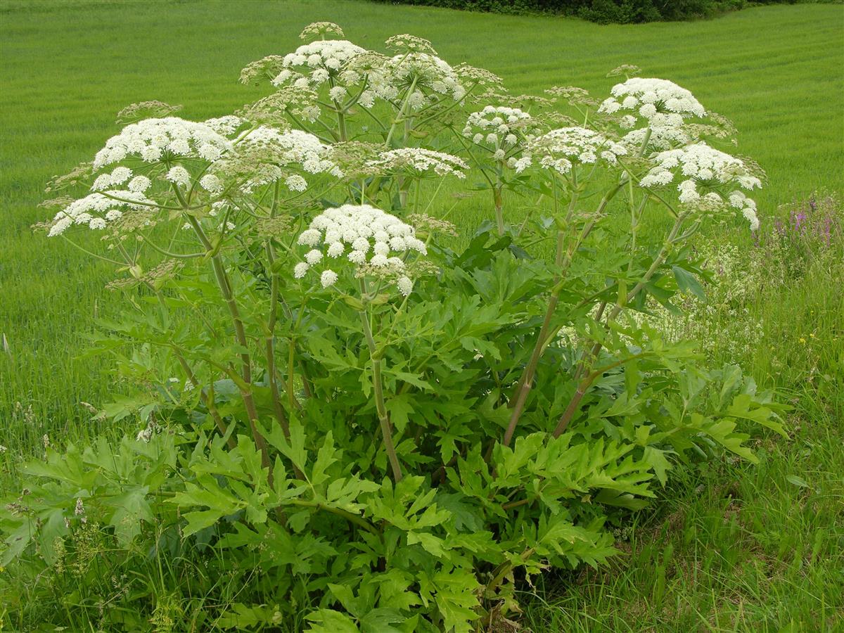 Bilde av Bjørnekjeksblomst - Klikk for stort bilde