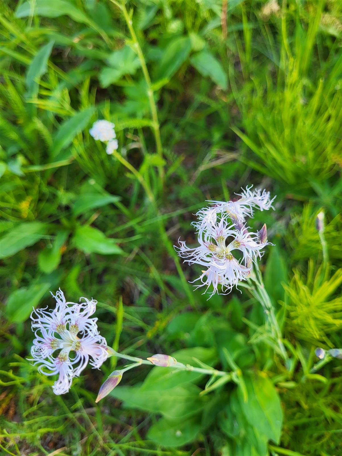 Bilde av hvite blomster - Klikk for stort bilde